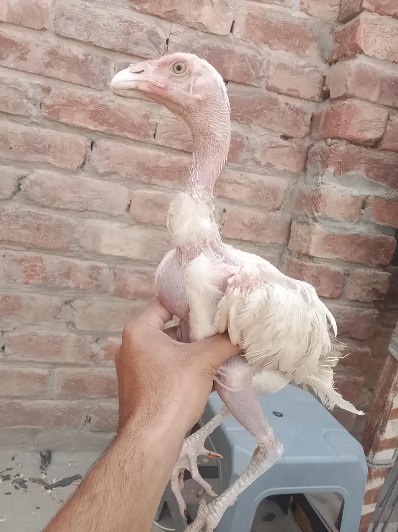 3 White Aseel chicks and 2 black brown chicks — photo 7