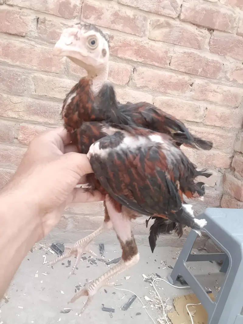 3 White Aseel chicks and 2 black brown chicks — photo 8