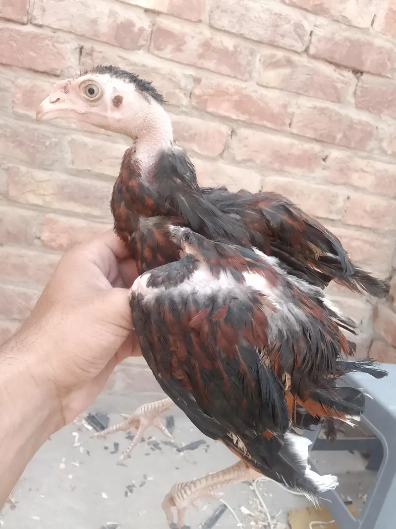 3 White Aseel chicks and 2 black brown chicks — photo 9