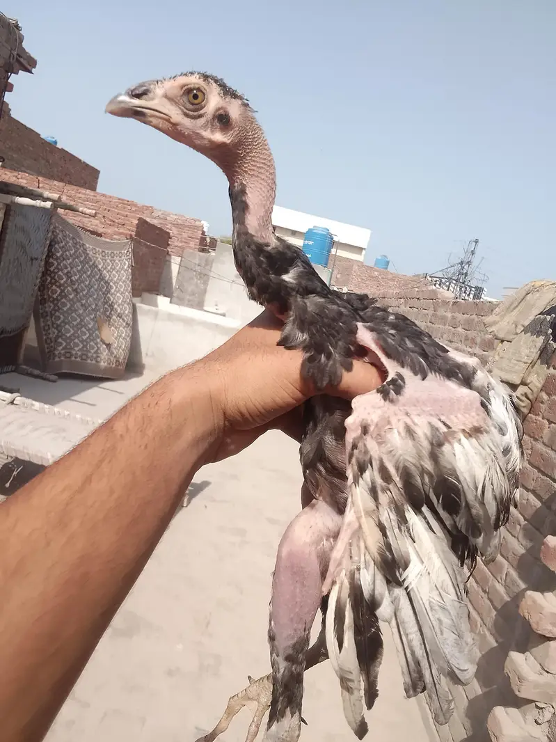 3 White Aseel chicks and 2 black brown chicks — photo 10