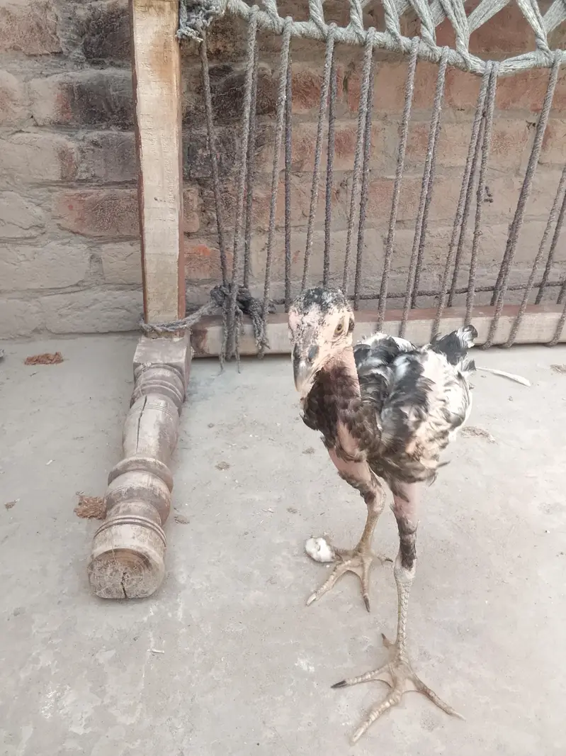 3 White Aseel chicks and 2 black brown chicks — photo 11