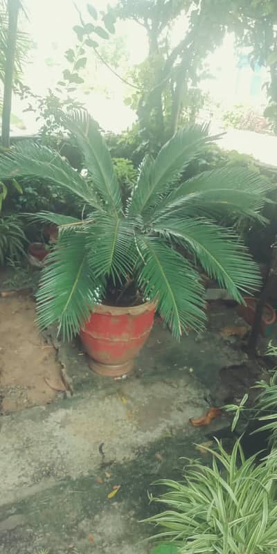 Plant for sale
