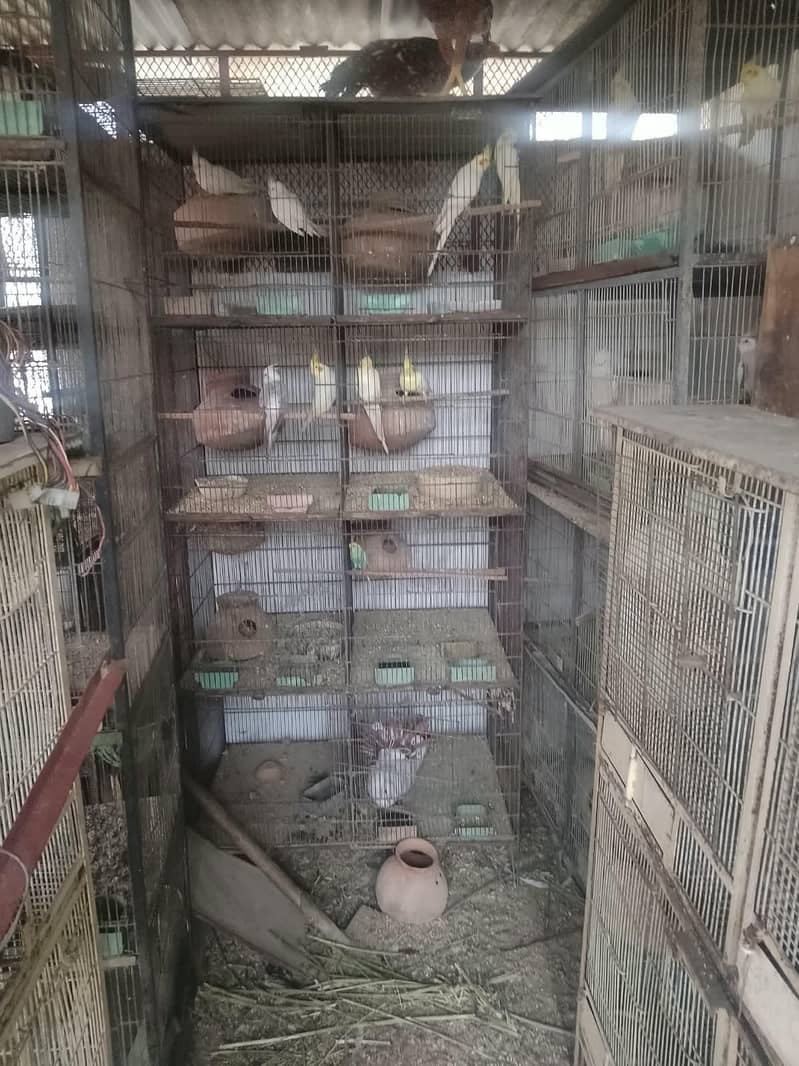 cages 1