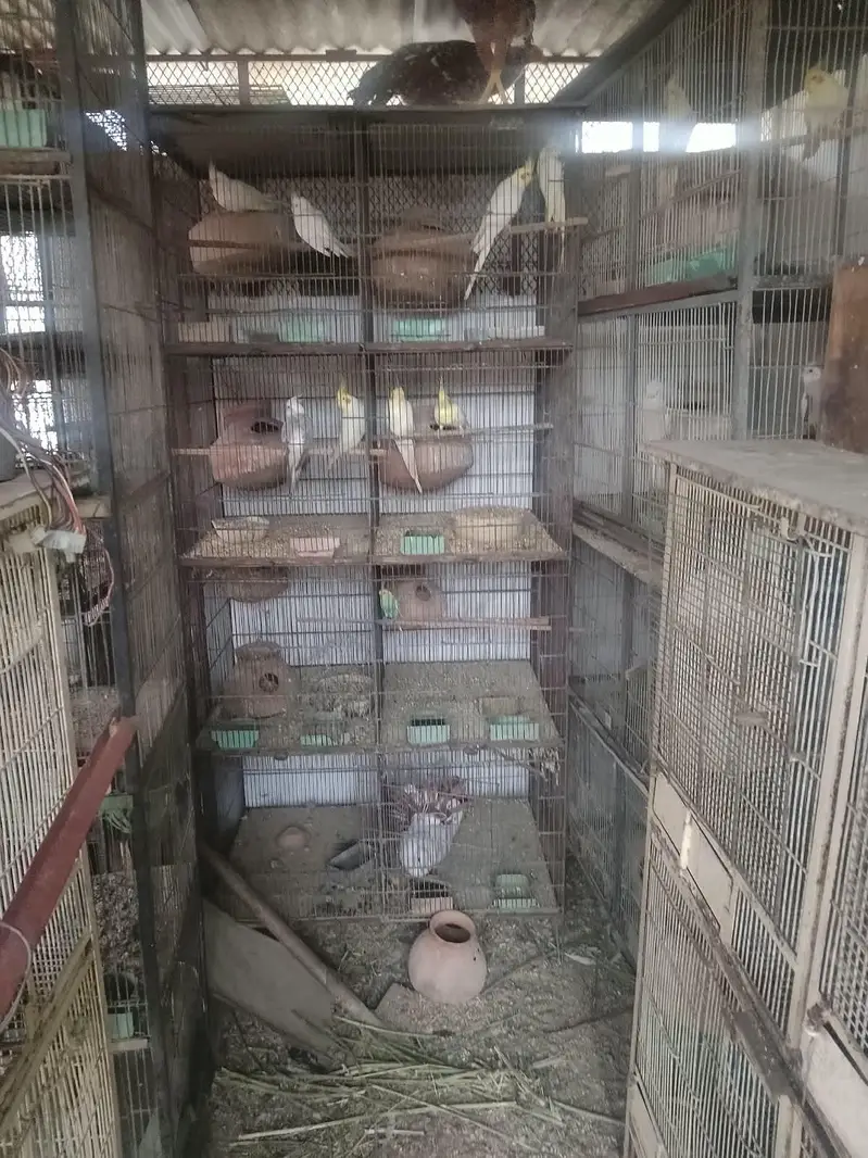 cages — photo 2