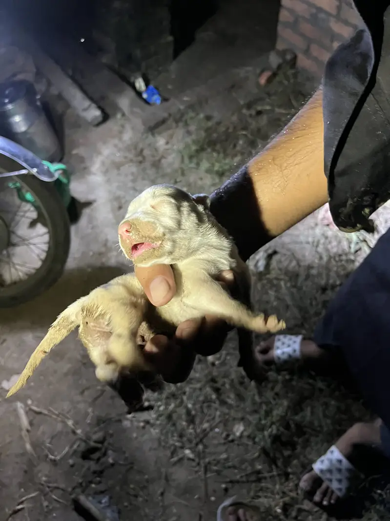 Pure gultair puppy