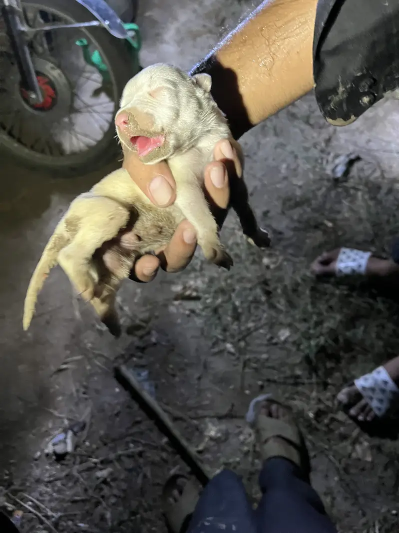 Pure gultair puppy — photo 3