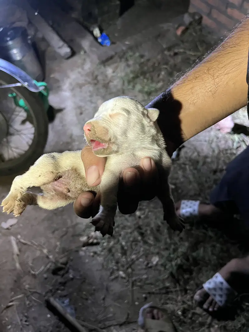 Pure gultair puppy — photo 4