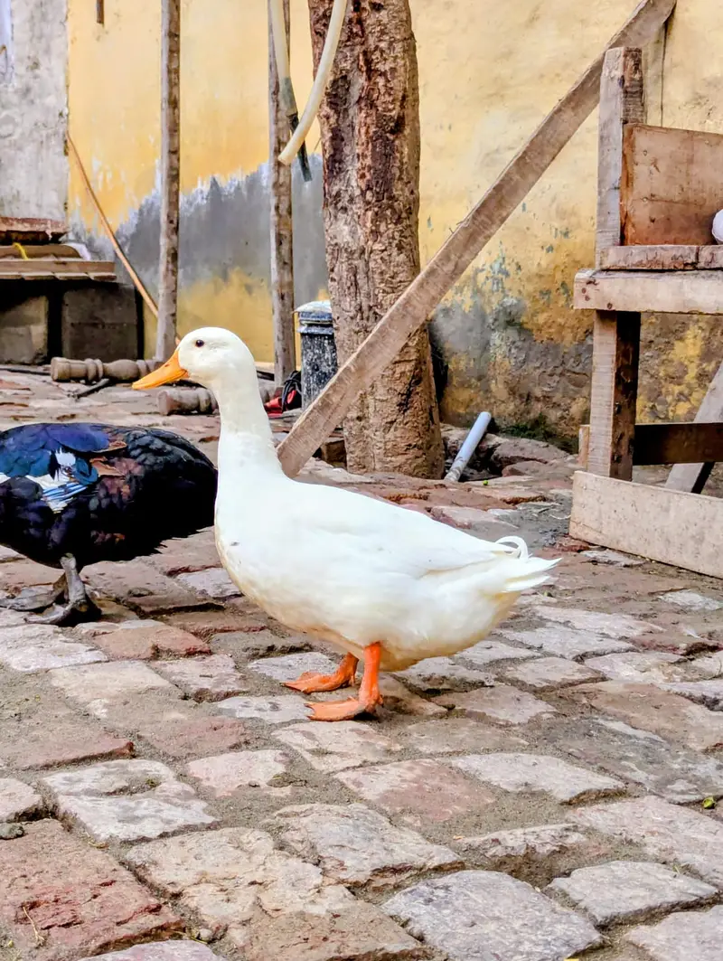 Ducks  — photo 6
