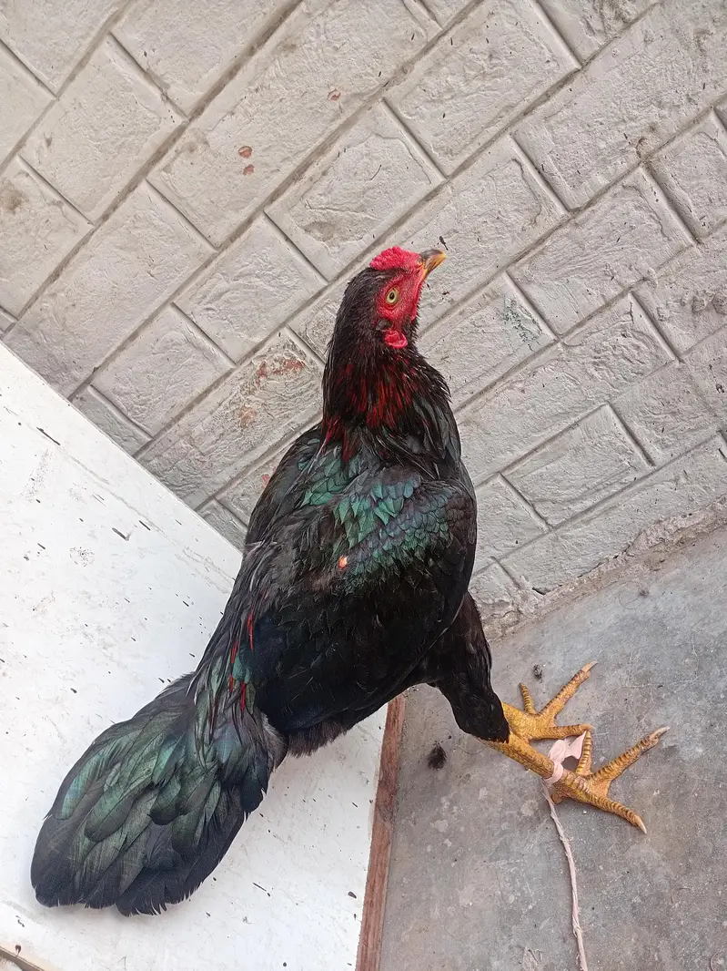 Kagar Yakut male — photo 2