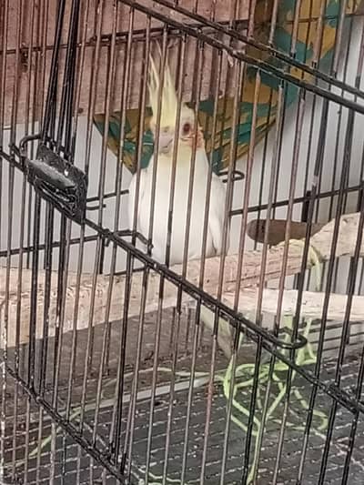 Albino cockatiel for sale