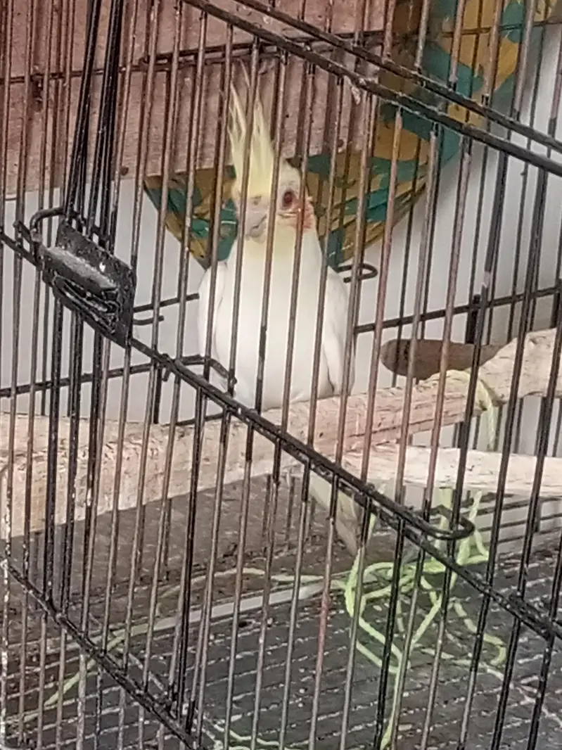 Albino cockatiel for sale