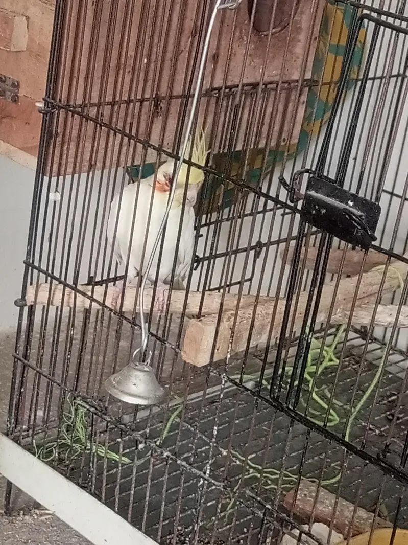Albino cockatiel for sale — photo 2