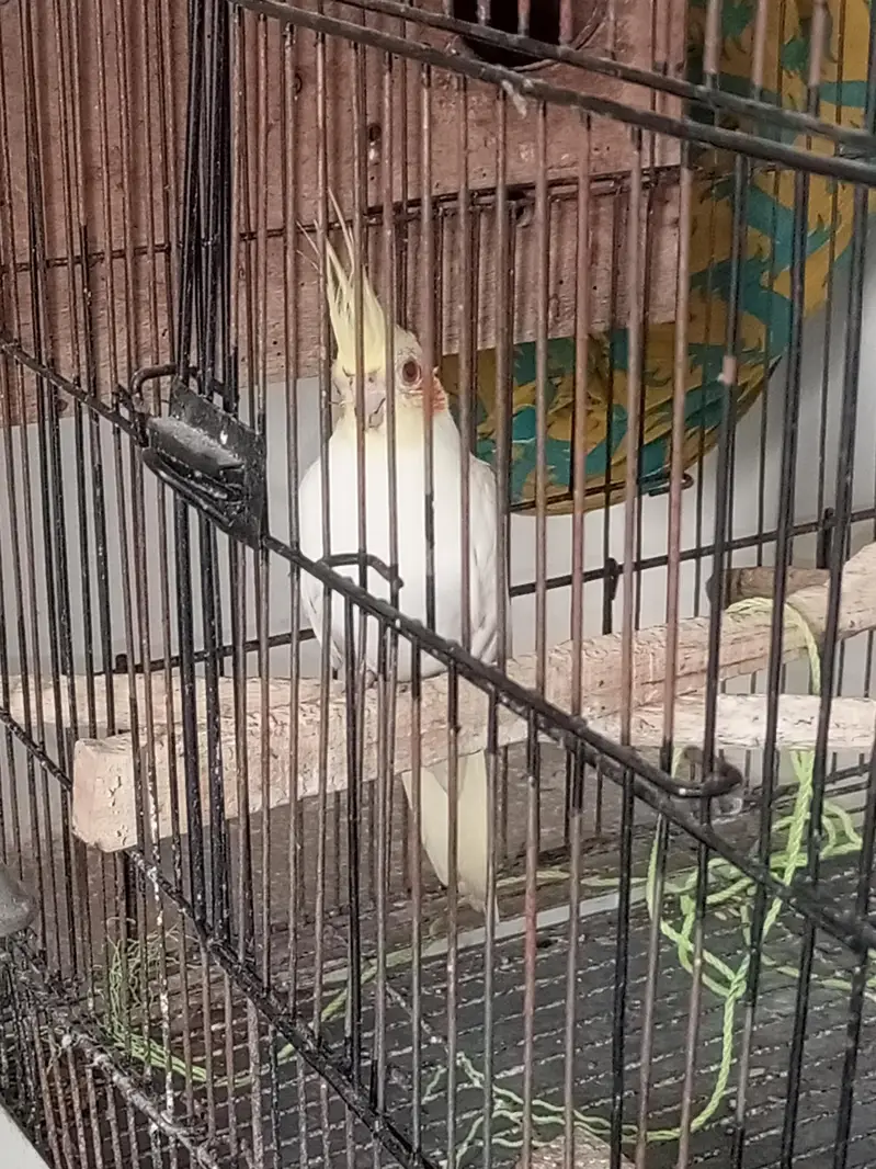 Albino cockatiel for sale — photo 3