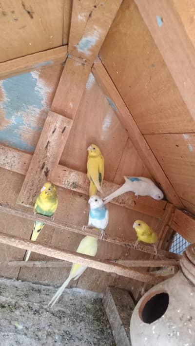 Australian Parrot's