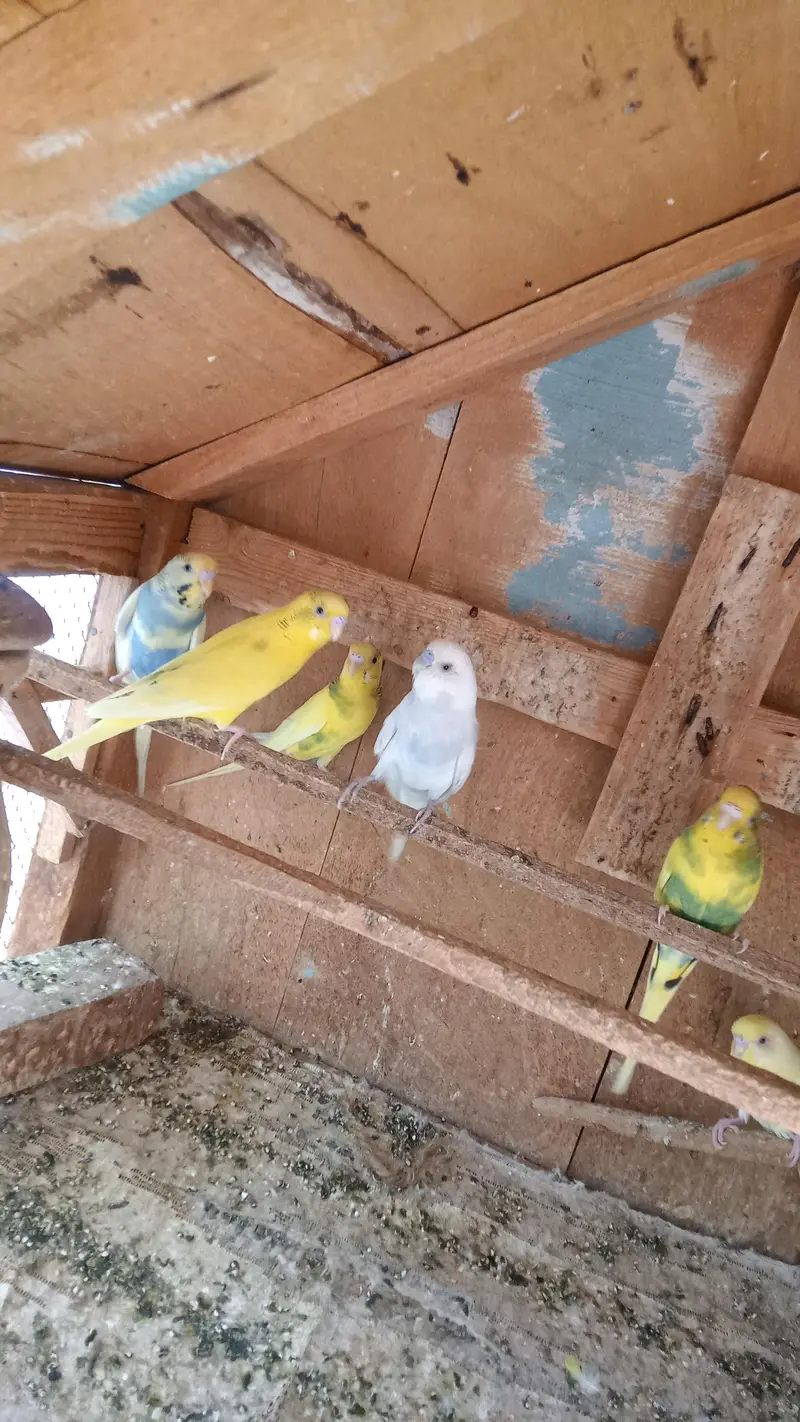 Australian Parrot's — photo 2