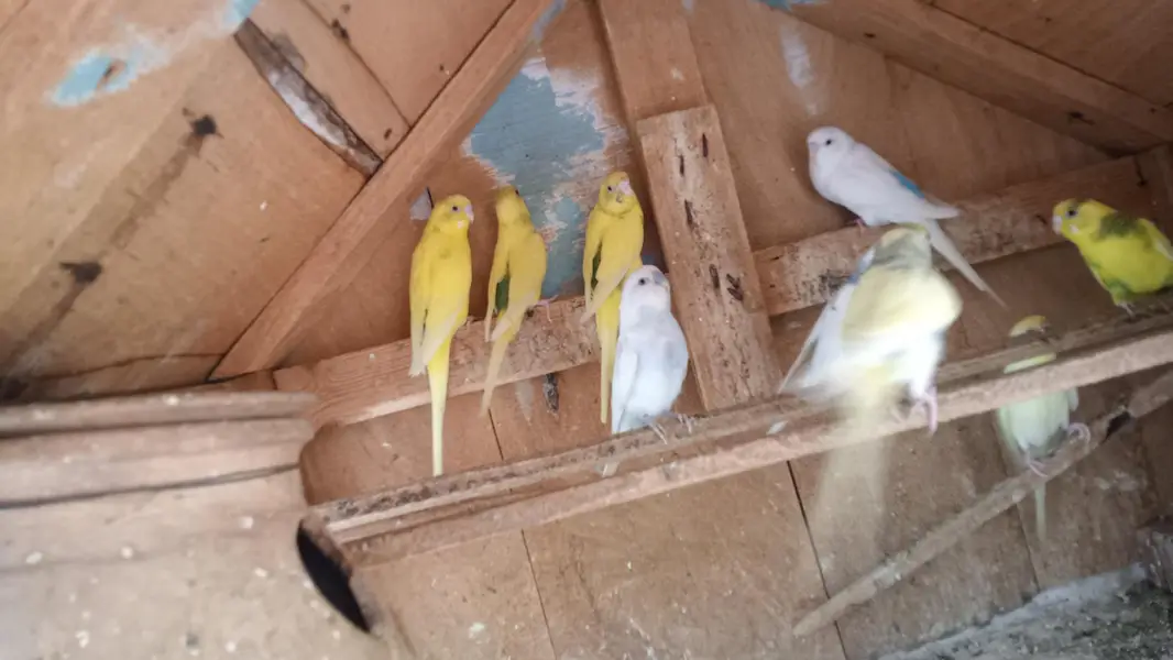 Australian Parrot's — photo 3