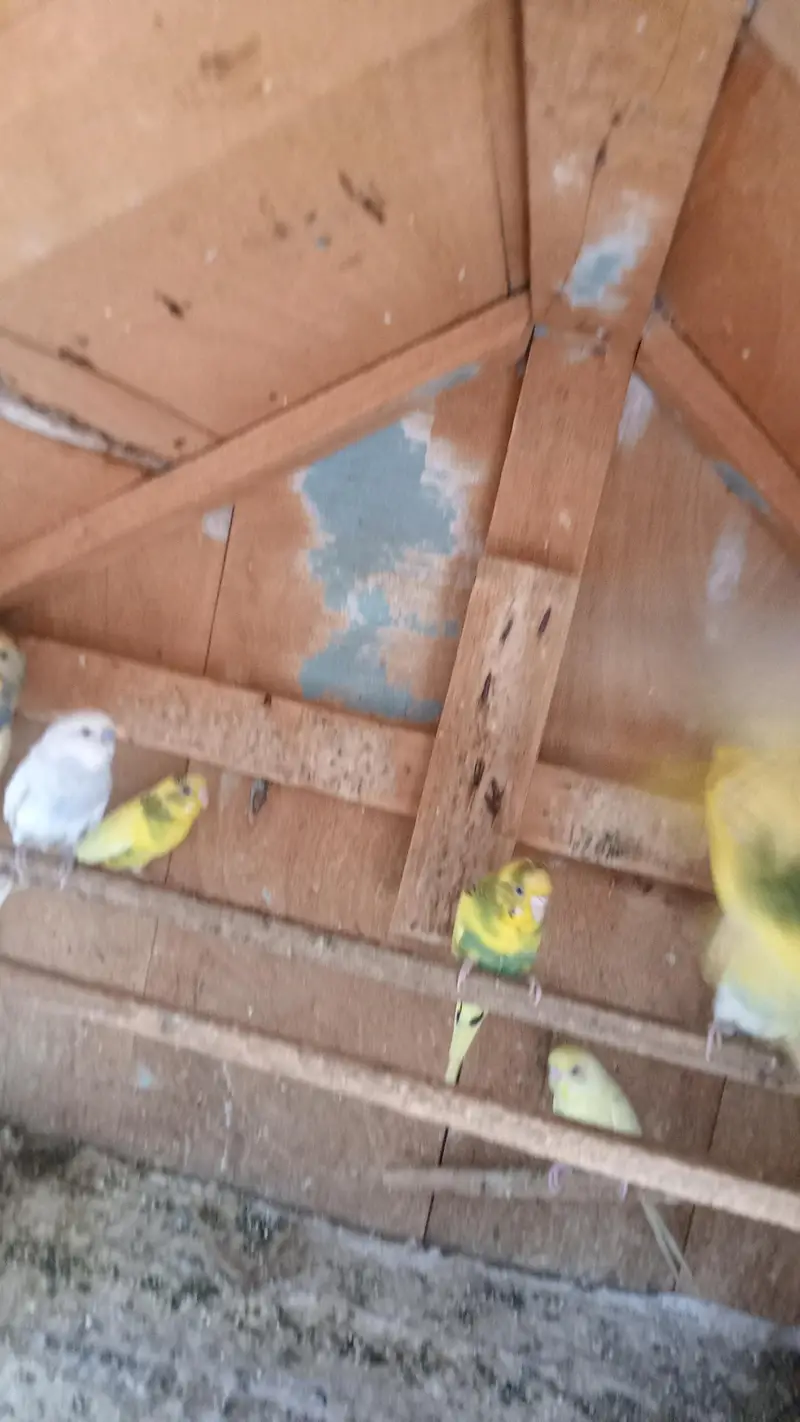 Australian Parrot's — photo 4