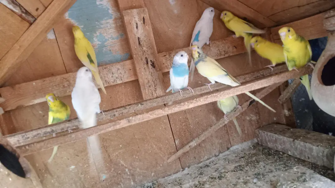 Australian Parrot's — photo 5