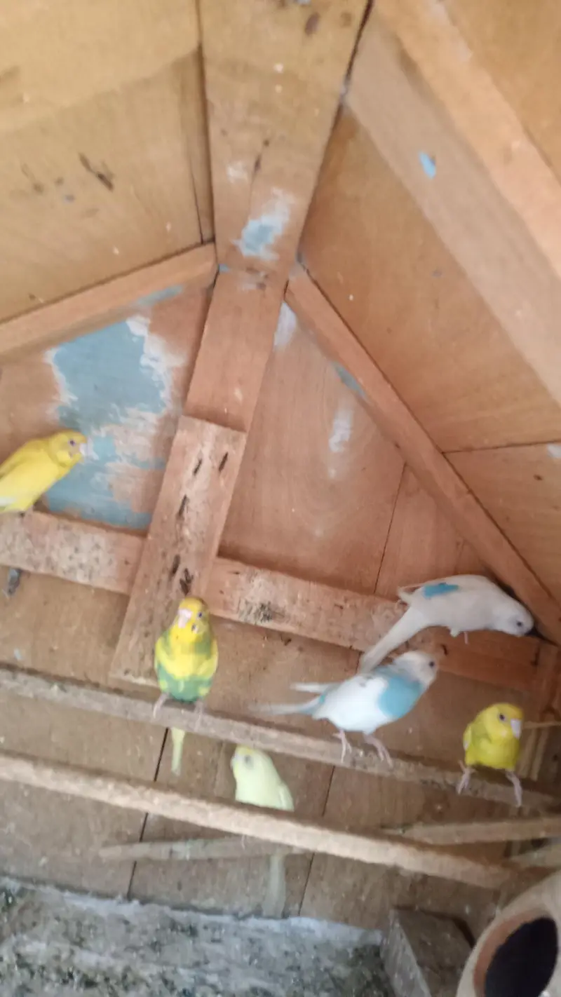 Australian Parrot's — photo 6
