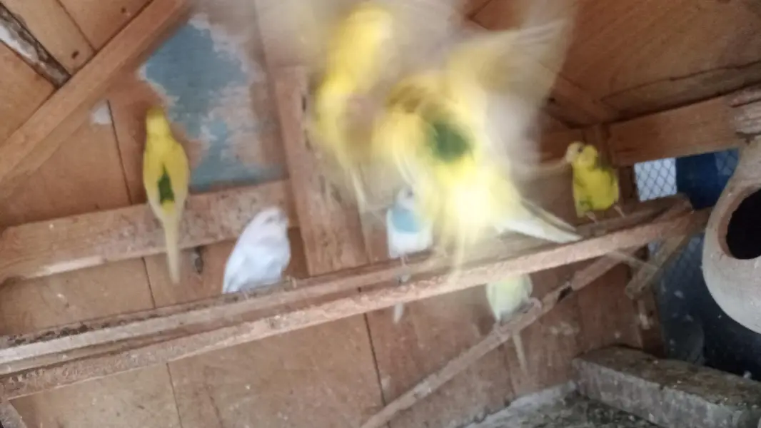 Australian Parrot's — photo 7