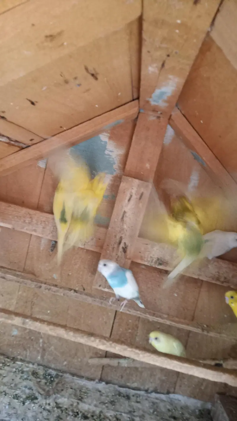 Australian Parrot's — photo 8