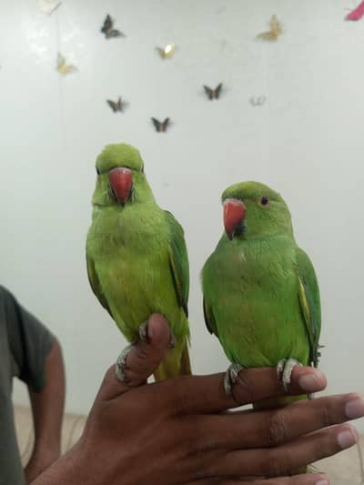 Parrot Pair for urgent sale