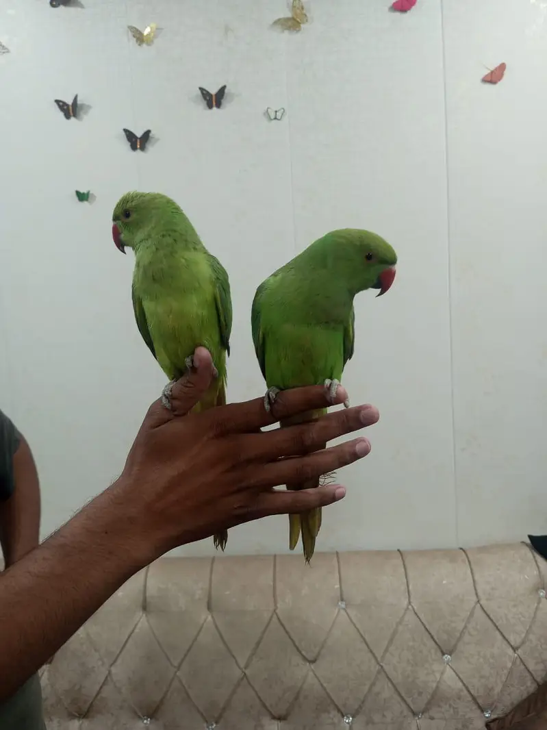 Parrot Pair for urgent sale — photo 2