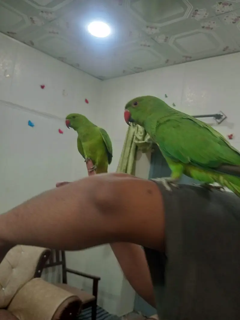 Parrot Pair for urgent sale — photo 3