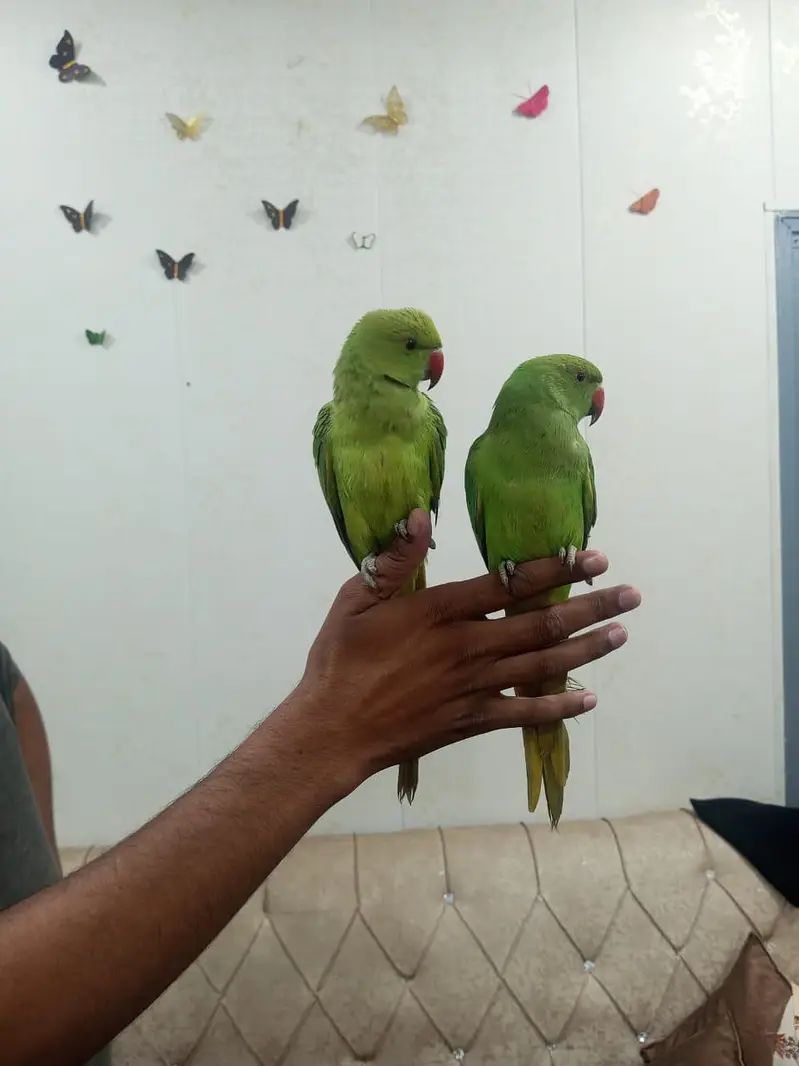 Parrot Pair for urgent sale — photo 4