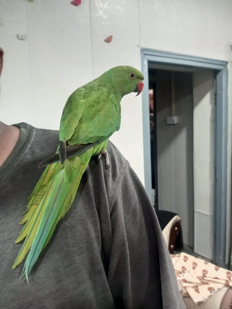Parrot Pair for urgent sale — photo 5