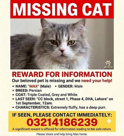 Missing Persian Cat