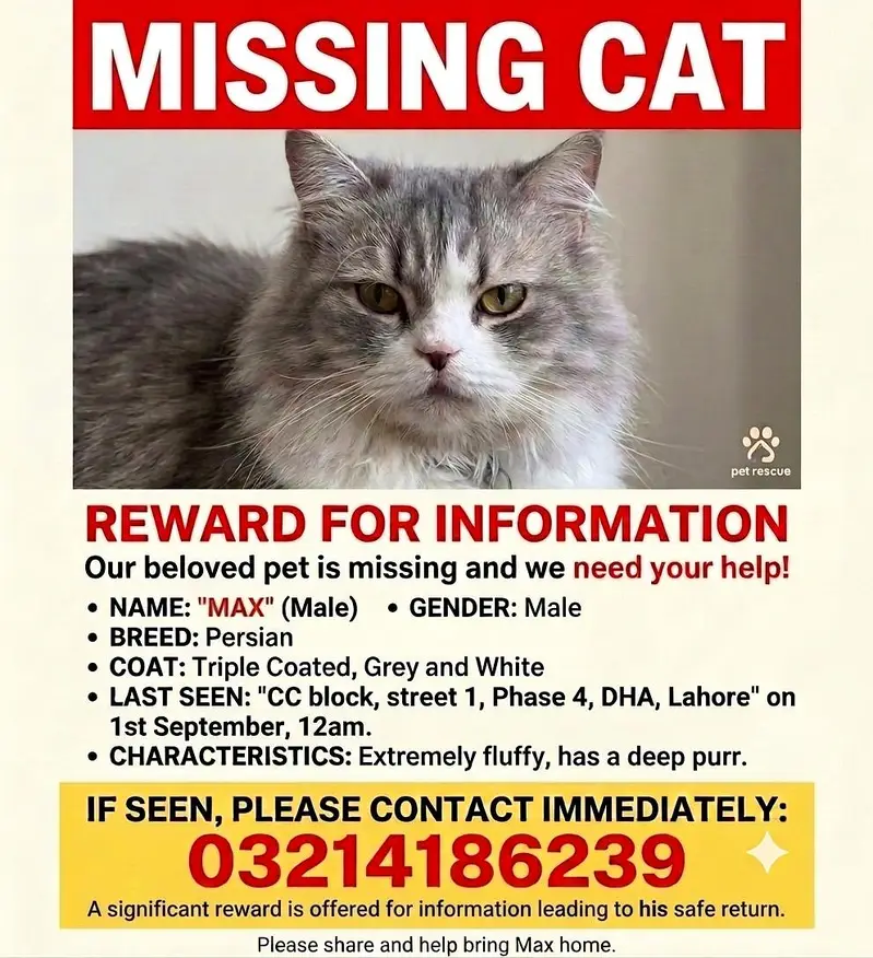 Missing Persian Cat — photo 2