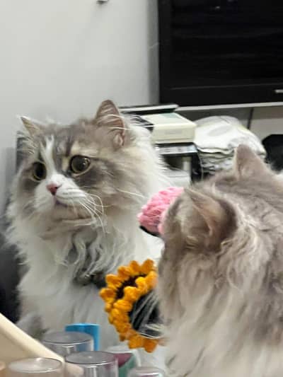 Missing Persian Cat