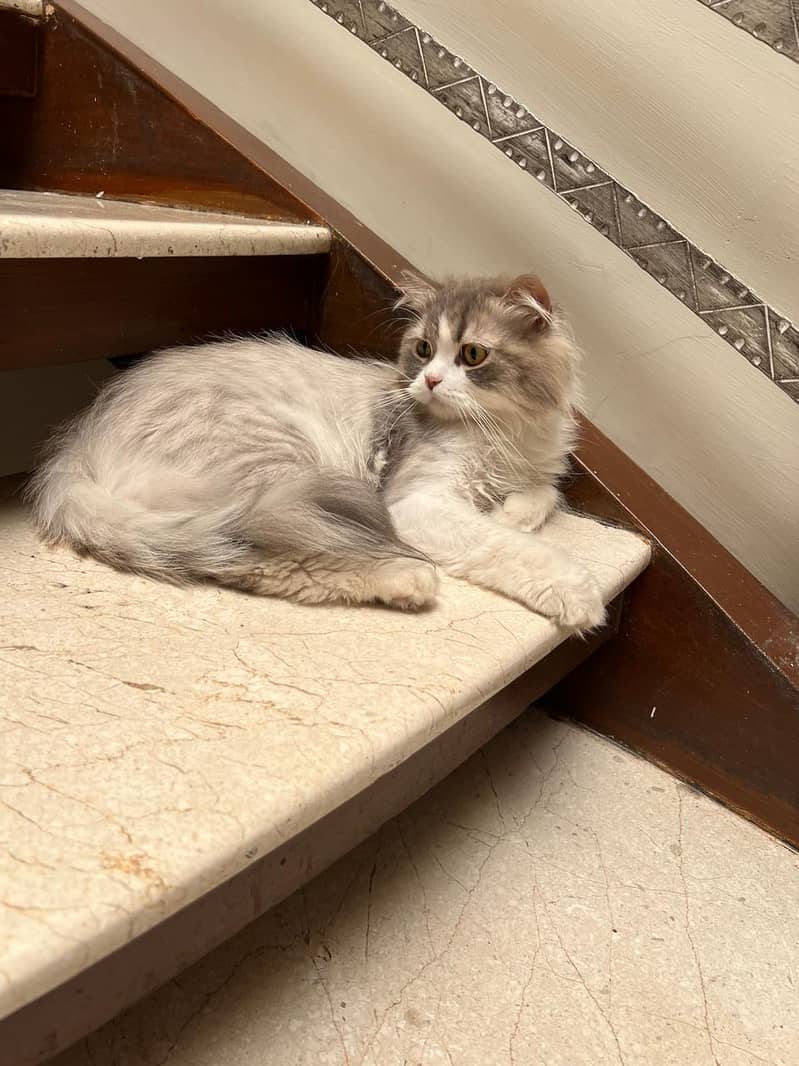 Missing Persian Cat 2