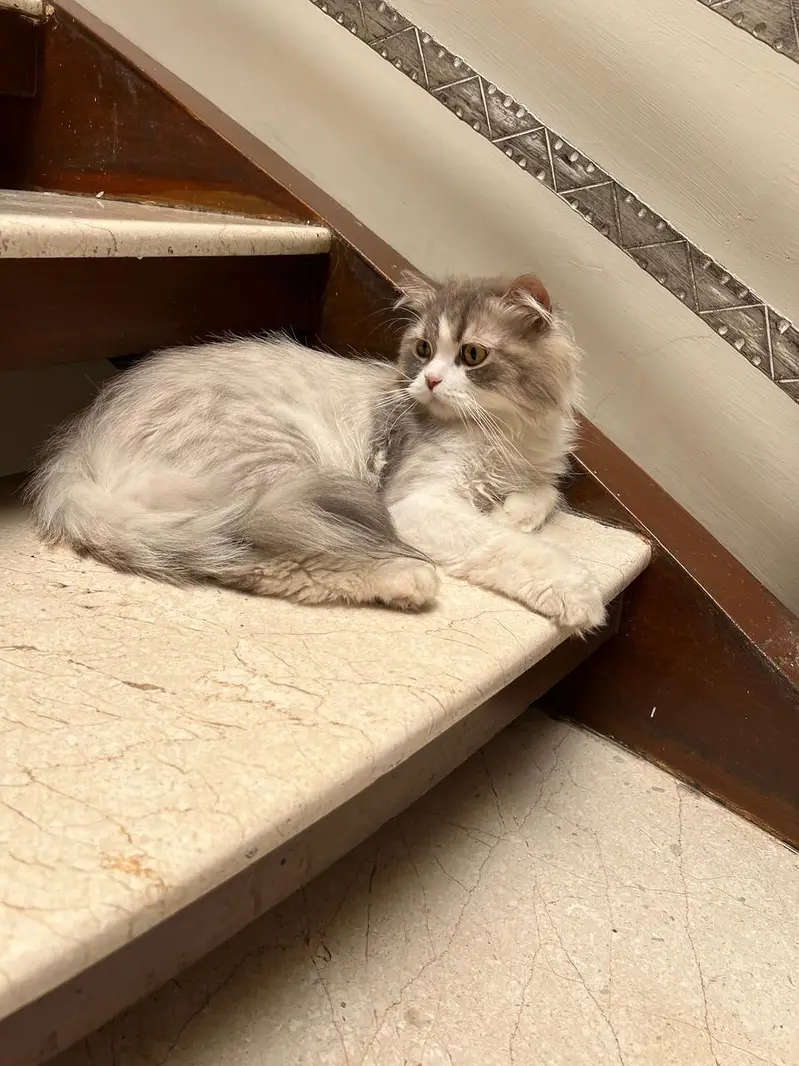 Missing Persian Cat — photo 3