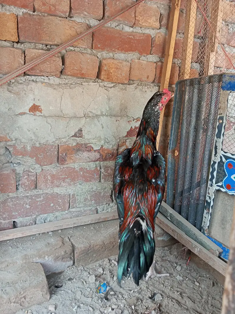 murga aseel — photo 2
