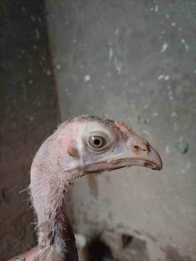 Mianwali Aseel chicks age 3 months healthy and active