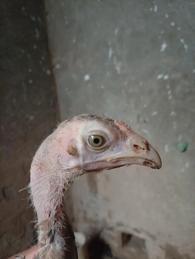 Mianwali Aseel chicks age 3 months healthy and active
