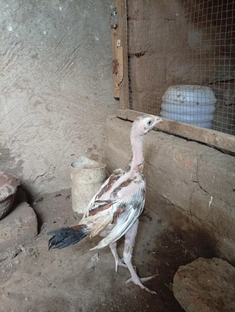 Mianwali Aseel chicks age 3 months healthy and active — photo 2