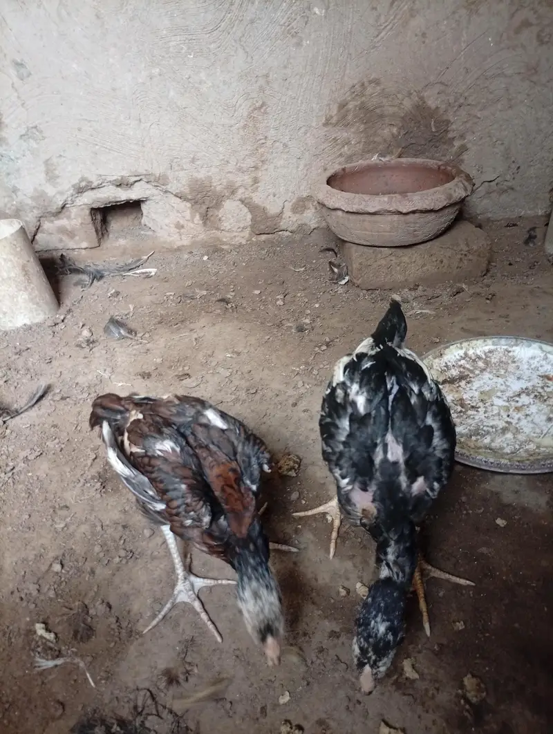 Mianwali Aseel chicks age 3 months healthy and active — photo 3