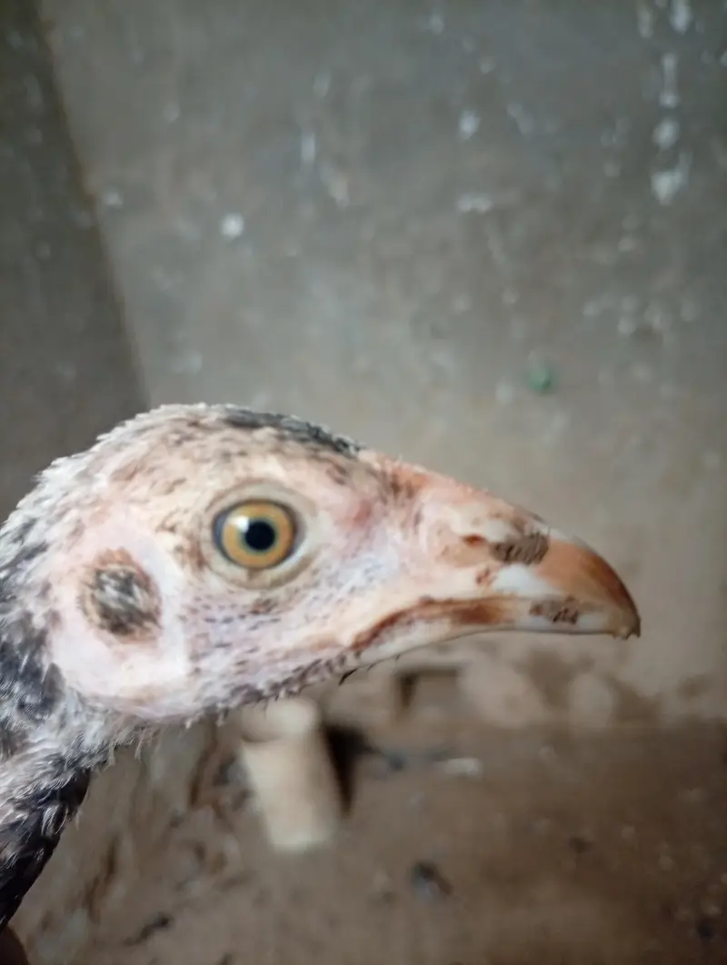 Mianwali Aseel chicks age 3 months healthy and active — photo 4