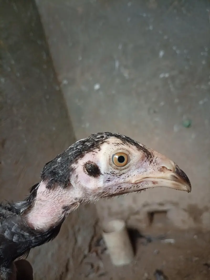 Mianwali Aseel chicks age 3 months healthy and active — photo 5
