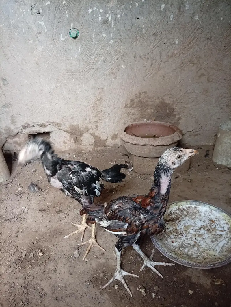 Mianwali Aseel chicks age 3 months healthy and active — photo 6