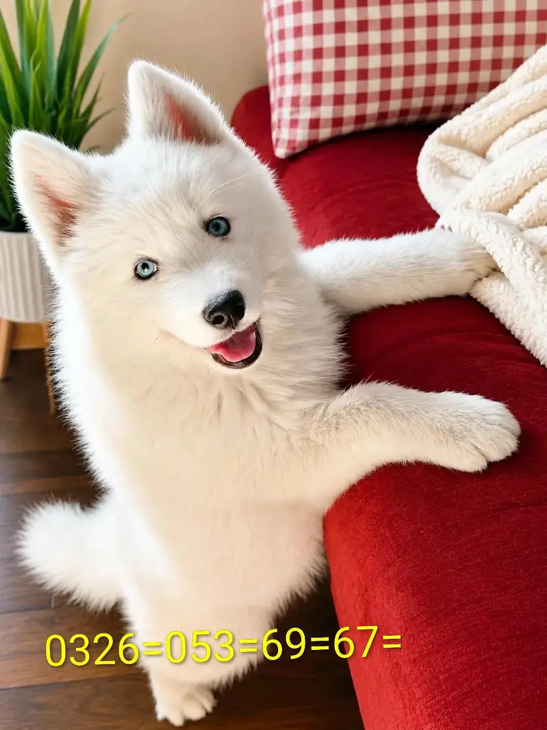 husky puppy dog for sale — photo 2