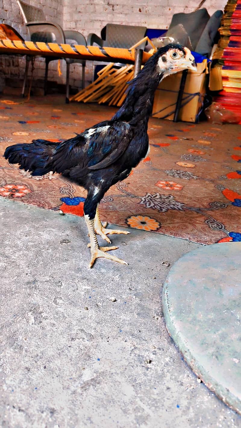 swing neck chicks 1