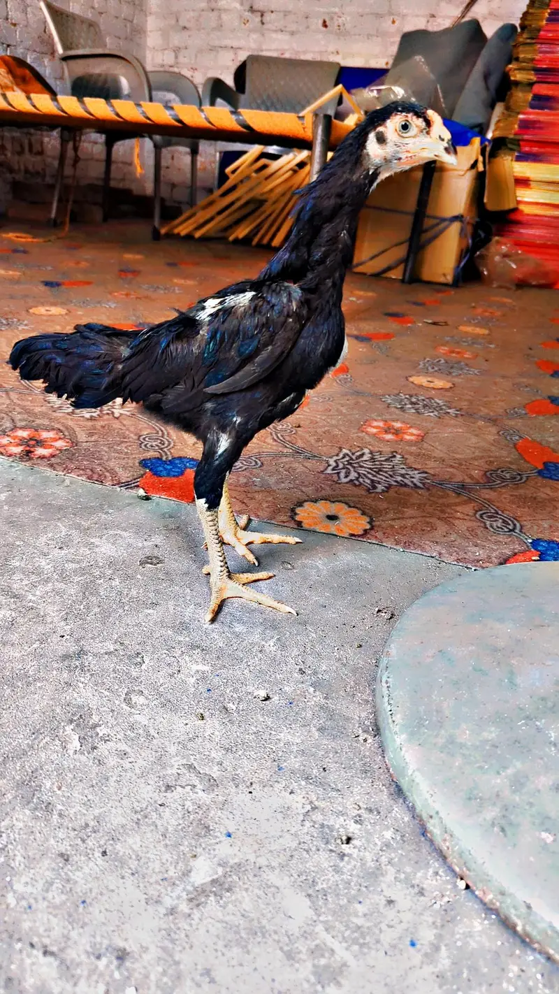swing neck chicks — photo 2