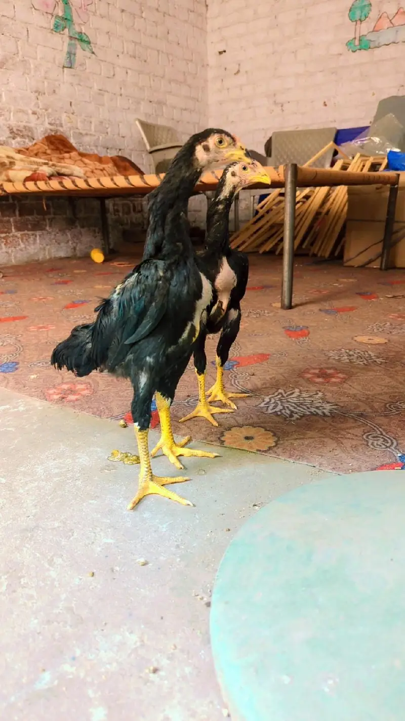 swing neck chicks — photo 3