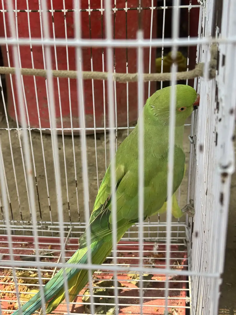male jo he bolta he b he — photo 2