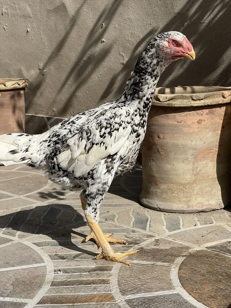 Heera aseel male coco shamo hen