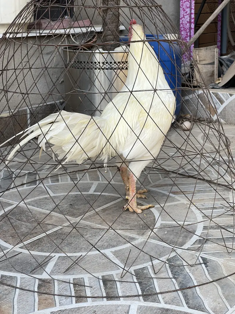 Heera aseel male coco shamo hen — photo 2